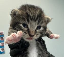 Shelter Stray Male Cat last seen Near Sunset Lane, San Diego, CA, 92173, 5500 Gaines St, San Diego, CA 92110, USA