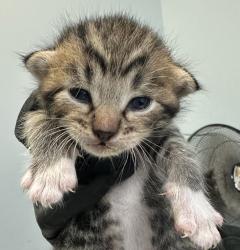 Shelter Stray Female Cat last seen Near Sunset Lane, San Diego, CA, 92173, 5500 Gaines St, San Diego, CA 92110, USA