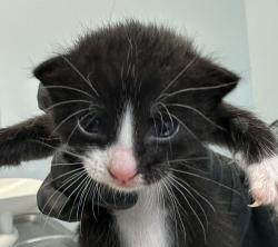 Shelter Stray Male Cat last seen Near Sunset Lane, San Diego, CA, 92173, 5500 Gaines St, San Diego, CA 92110, USA