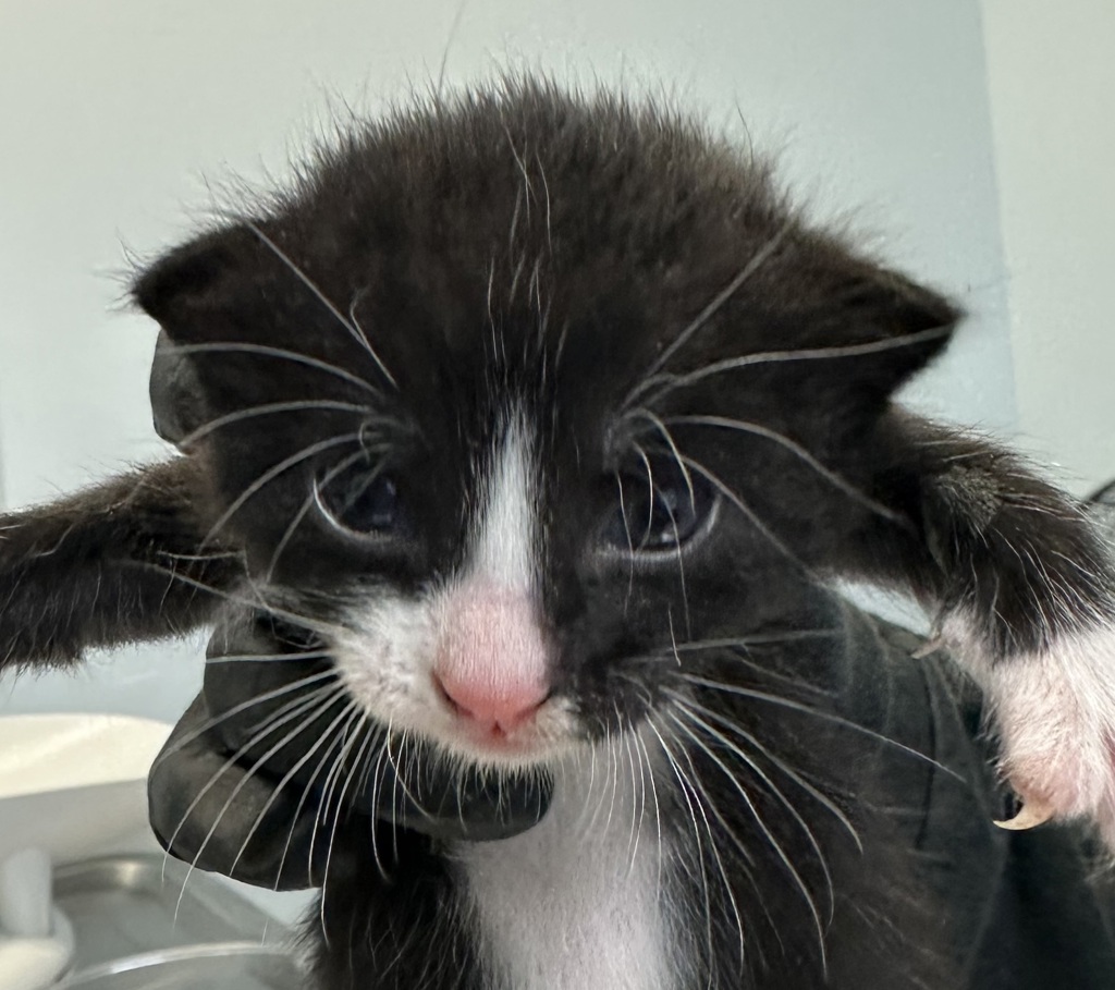 Shelter Stray Male Cat last seen Near Sunset Lane, San Diego, CA, 92173, 5500 Gaines St, San Diego, CA 92110, USA