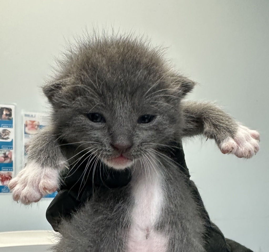 Shelter Stray Male Cat last seen Near Sunset Lane, San Diego, CA, 92173, 5500 Gaines St, San Diego, CA 92110, USA