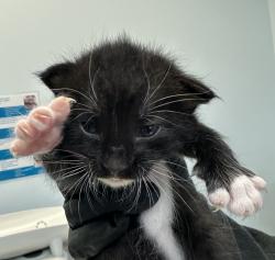 Shelter Stray Male Cat last seen Near Sunset Lane, San Diego, CA, 92173, 5500 Gaines St, San Diego, CA 92110, USA