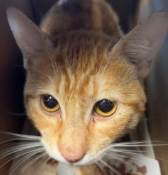 Shelter Stray Male Cat last seen Near Graves ave, Santee, CA, 92071, 5500 Gaines St, San Diego, CA 92110, USA