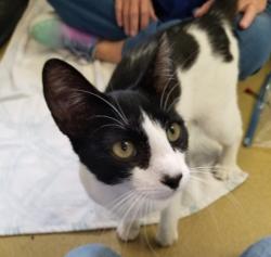 Shelter Stray Male Cat last seen Near E Valley Parkway, Escondido, CA, 92027, Escondido, CA 92027, USA