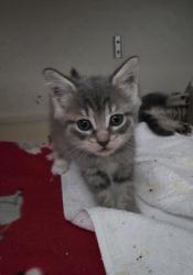 Shelter Stray Female Cat last seen Near W 152nd Street, NEW YORK, NY, 10031, 326 E 110th St, New York, NY 10029, USA