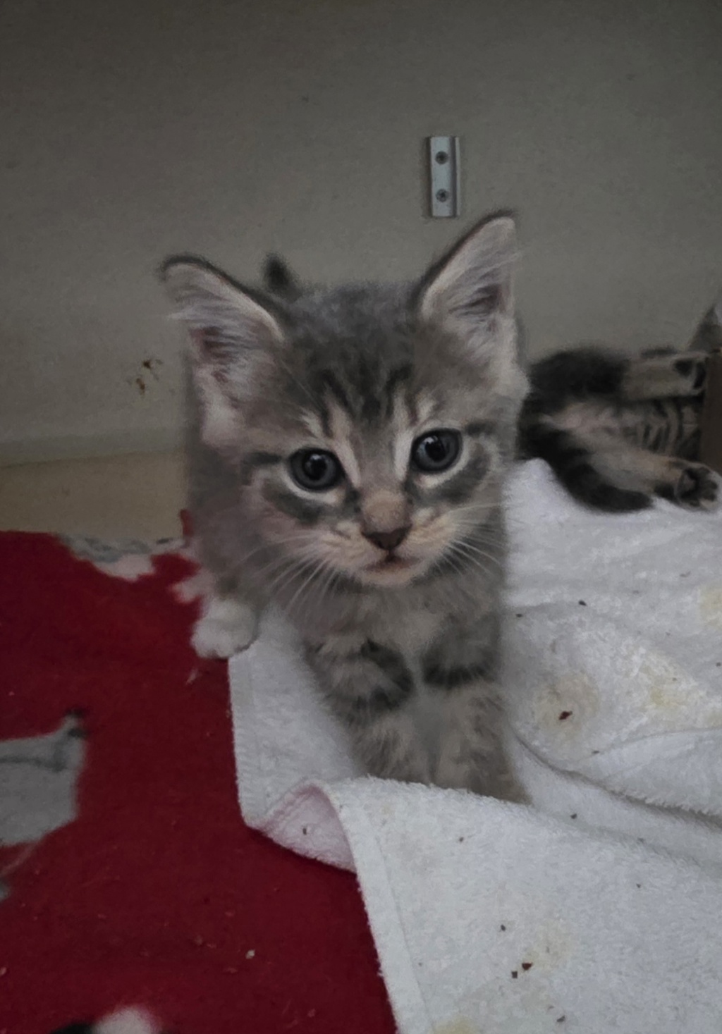 Shelter Stray Female Cat last seen Near W 152nd Street, NEW YORK, NY, 10031, 326 E 110th St, New York, NY 10029, USA