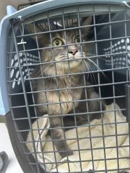 Shelter Stray Female Cat last seen Near Minute Man Road, VIRGINIA BEACH, VA, 23462, 341 S Birdneck Rd, Virginia Beach, VA 23451, USA