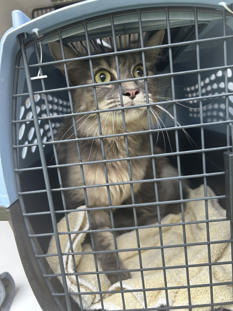 Shelter Stray Female Cat last seen Near Minute Man Road, VIRGINIA BEACH, VA, 23462, 341 S Birdneck Rd, Virginia Beach, VA 23451, USA