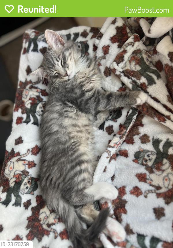 Reunited Male Cat last seen Near N Sixth St, Lompoc, CA 93436, USA, Lompoc, CA 93436