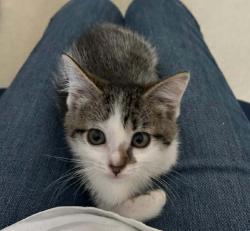Shelter Stray Female Cat last seen Near S 2500 E, SALT LAKE CITY, UT, 84108, 511 W 3900 S, Salt Lake City, UT 84123, USA