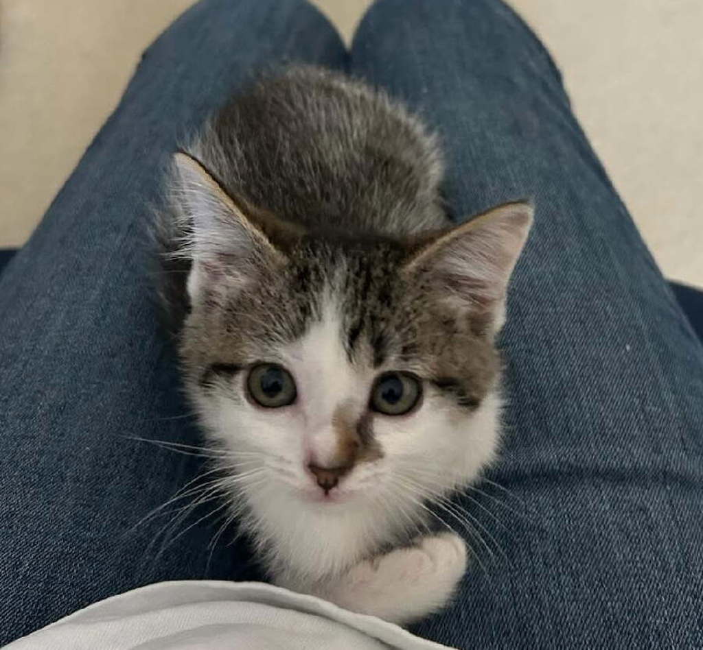 Shelter Stray Female Cat last seen Near S 2500 E, SALT LAKE CITY, UT, 84108, 511 W 3900 S, Salt Lake City, UT 84123, USA