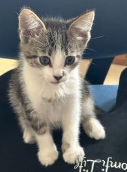 Shelter Stray Male Cat last seen Near S 2500 E, SALT LAKE CITY, UT, 84108, 511 W 3900 S, Salt Lake City, UT 84123, USA