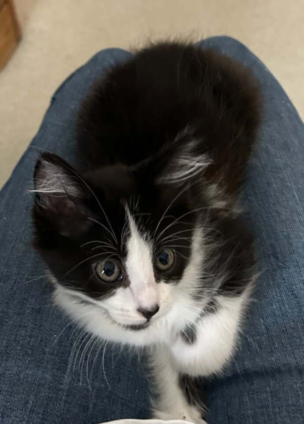 Shelter Stray Female Cat last seen Near S 2500 E, SALT LAKE CITY, UT, 84108, 511 W 3900 S, Salt Lake City, UT 84123, USA