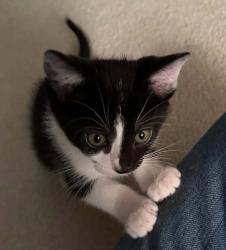 Shelter Stray Male Cat last seen Near S 2500 E, SALT LAKE CITY, UT, 84108, 511 W 3900 S, Salt Lake City, UT 84123, USA