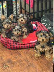 Found/Stray Female Dog last seen Near 50 W Green St, Pasadena, CA 91105, Pasadena, CA 91105