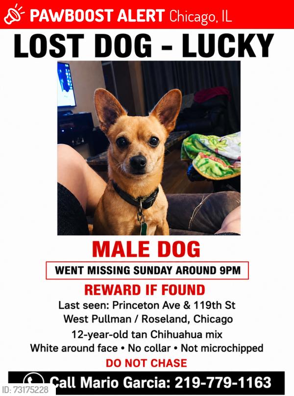 Lost Male Dog last seen 119th and Princeton, Chicago, IL 60628