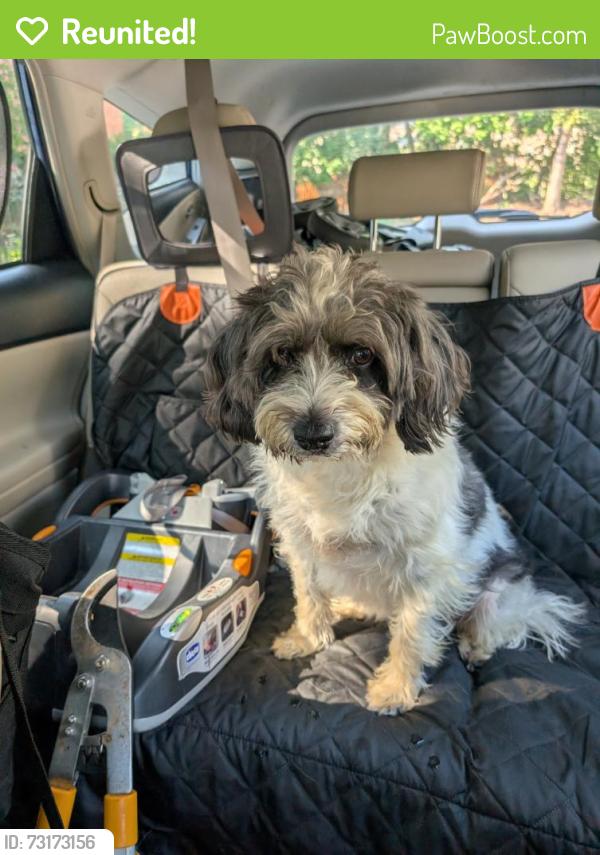 Reunited Female Dog last seen Spring Road and 13th St NW, Washington, DC 20010
