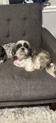 Reunited Male Dog last seen Near NC-86 Hillsborough, Hillsborough, NC 27278