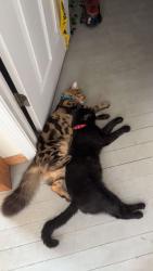 Reunited Male Cat last seen Park Ave, Stroudsburg, PA 18360