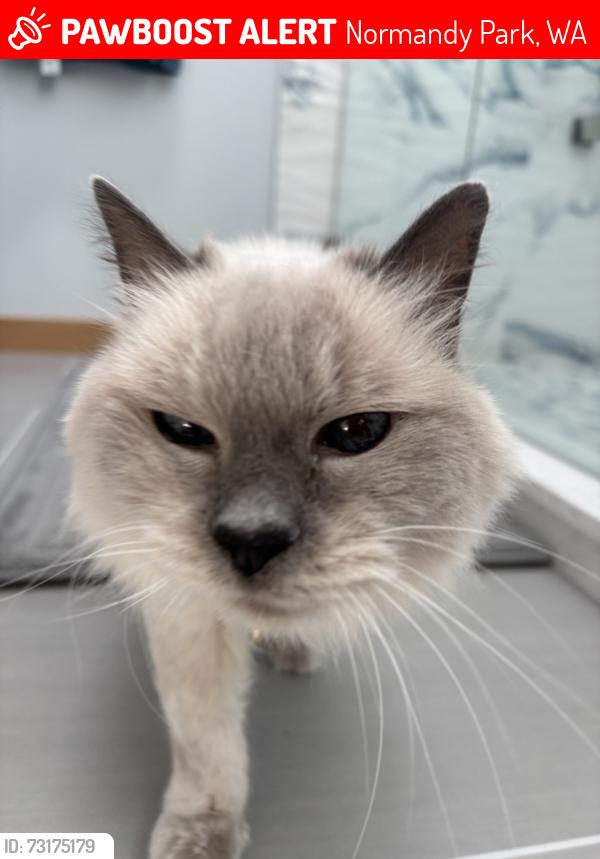 Lost Female Cat last seen 8TH AVE SW NORMANDY PARK, Normandy Park, WA 98166