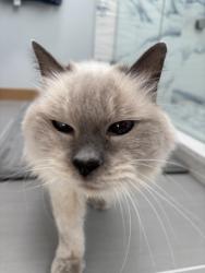 Lost Female Cat last seen 8TH AVE SW NORMANDY PARK, Normandy Park, WA 98166
