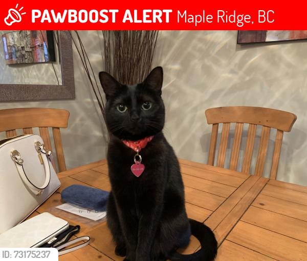 Lost Female Cat last seen Near Avenue and Hillside, Maple Ridge, BC 
