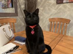 Lost Female Cat last seen Near Avenue and Hillside, Maple Ridge, BC 