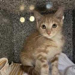 Shelter Stray Male Cat last seen , 361 S Raymond Ave, Pasadena, CA 91105, USA