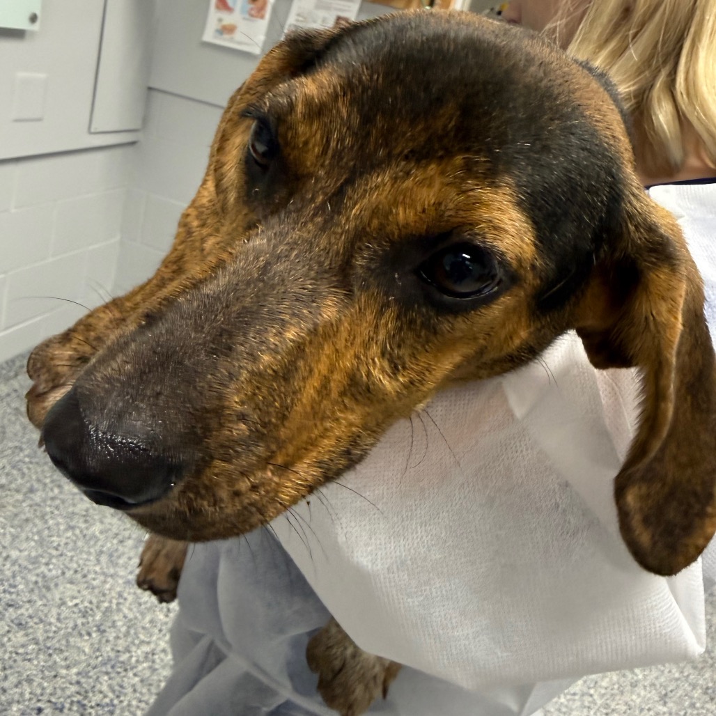 Shelter Stray Female Dog last seen , 328 Furman Hall Rd, Greenville, SC 29609, USA