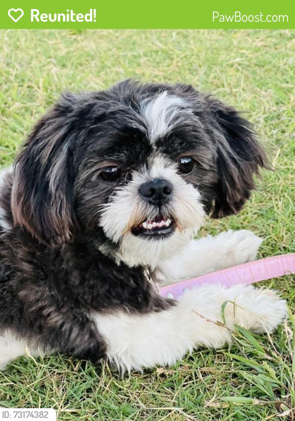 Reunited Female Dog last seen Valencia and Placita Naranja, Tucson, AZ 85757