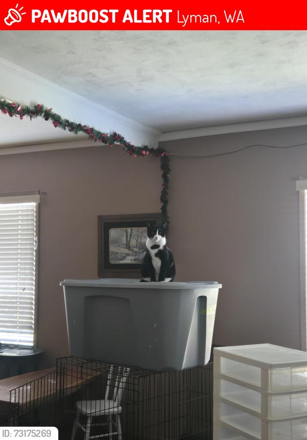 Lost Male Cat last seen Prevdale, Lyman, WA 98263