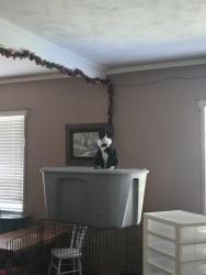 Lost Male Cat last seen Prevdale, Lyman, WA 98263