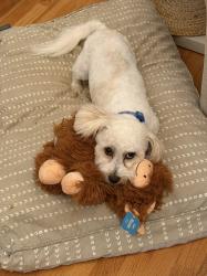 Reunited Male Dog last seen Near Pennington Rd, Greer, SC 29651, USA, Greer, SC 29651