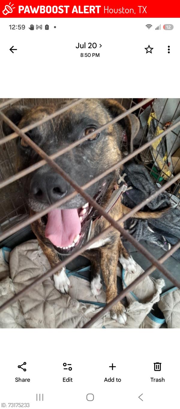Lost Male Dog last seen Northline and little York rd, Houston, TX 77076