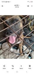 Lost Male Dog last seen Northline and little York rd, Houston, TX 77076