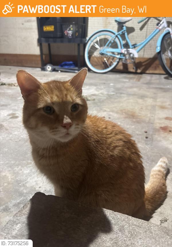 Found/Stray Male Cat last seen Military, Green Bay, WI 54304