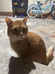 Found/Stray Male Cat last seen Military, Green Bay, WI 54304