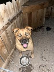 Found/Stray Unknown Dog last seen Balloon view rv park, Albuquerque, NM 87113