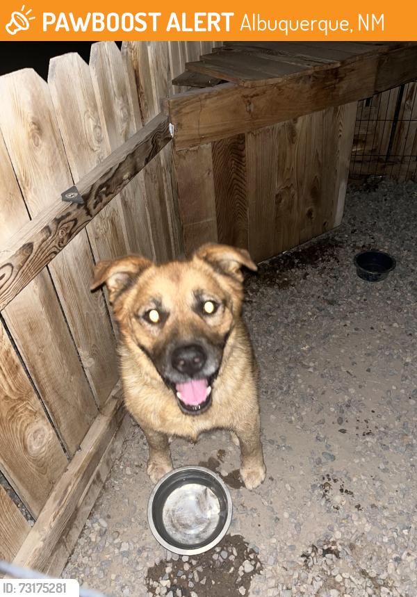 Found/Stray Unknown Dog last seen Balloon view rv park, Albuquerque, NM 87113