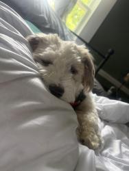 Reunited Male Dog last seen Waterstone park circle- cadence creek apmts, Hillsborough, NC 27278