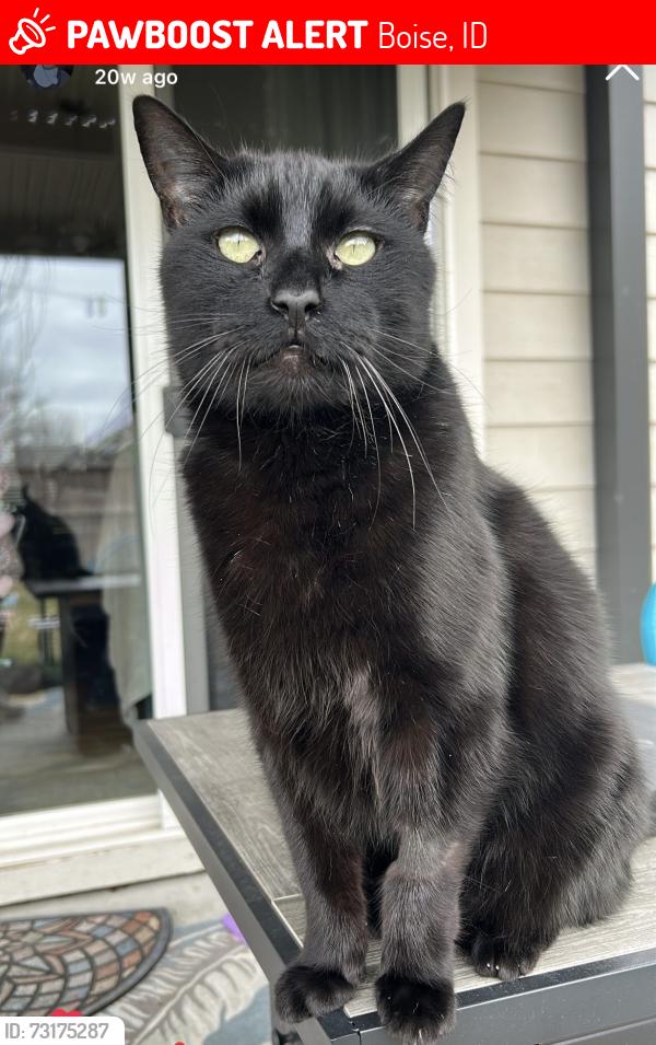 Lost Male Cat last seen Hartman st and farview, Boise, ID 83704