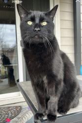 Lost Male Cat last seen Hartman st and farview, Boise, ID 83704