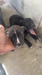 Found/Stray Female Dog last seen Hesperia Road, Victorville, CA 92307