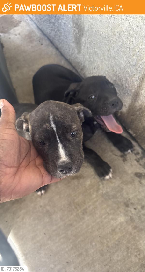 Found/Stray Female Dog last seen Hesperia Road, Victorville, CA 92307