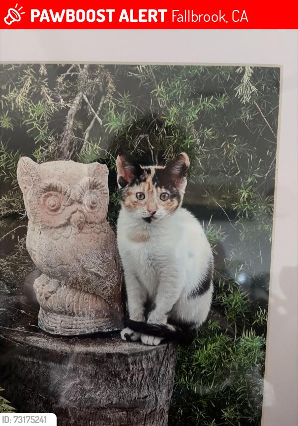 Lost Female Cat last seen Foxfire Road and Rocky Crest Road, Fallbrook, CA 92028