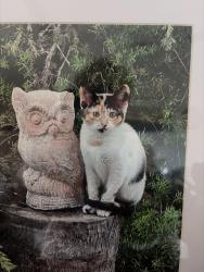 Lost Female Cat last seen Foxfire Road and Rocky Crest Road, Fallbrook, CA 92028