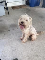 Found/Stray Male Dog last seen Georgetown road & Desoto road park, Baltimore, MD 21230