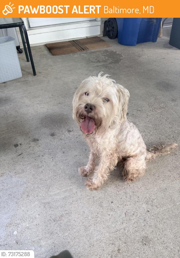 Found/Stray Male Dog last seen Georgetown road & Desoto road park, Baltimore, MD 21230