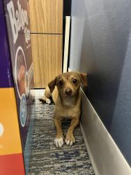 Reunited Male Dog last seen Valley View and Desert Inn, Las Vegas, NV 89102