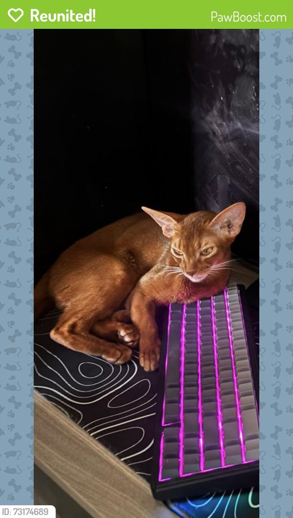 Reunited Male Cat last seen Clare McManus way, West Midlands, England CV2 1UH
